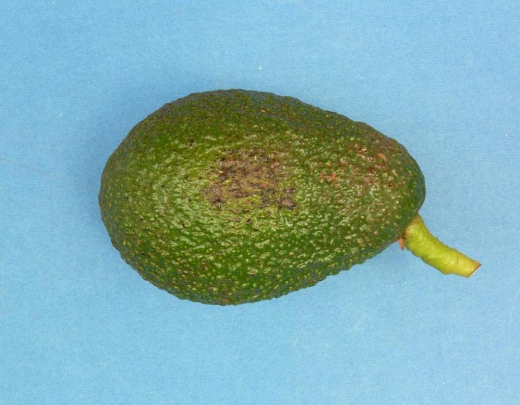 avocado fruit   avocado