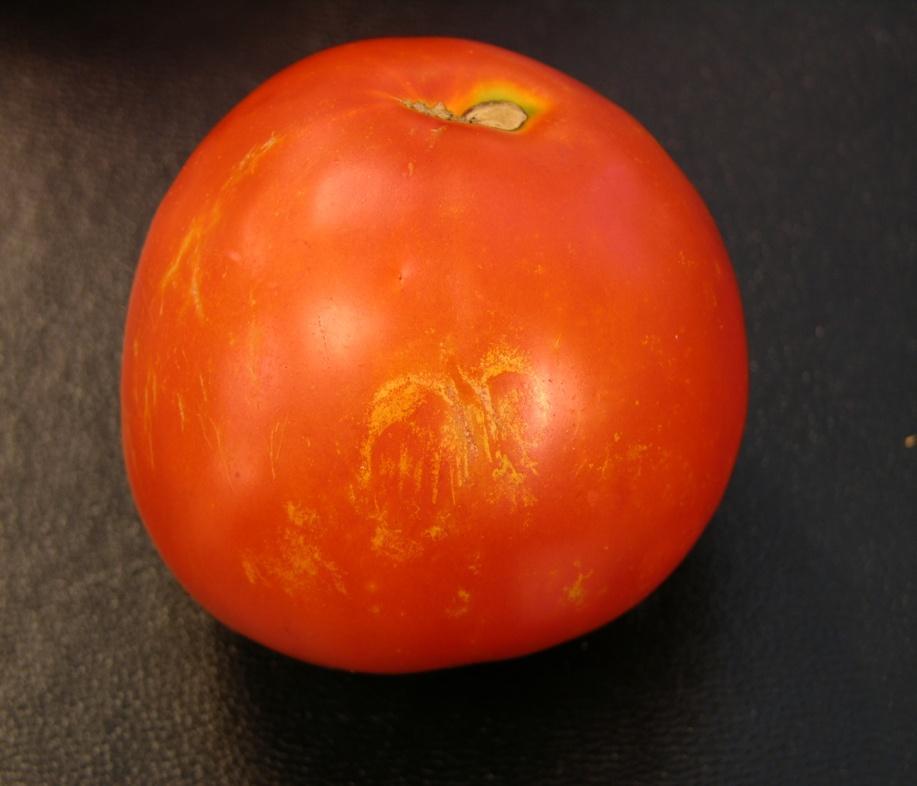 occidentalis Flecking on tomato