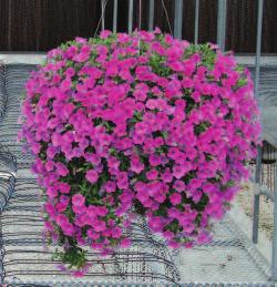 Calibrachoa Photoperiod Requirements University of Florida research helps you determine which calibrachoa varieties are best for early spring production, hot-weather production and fall flowering.