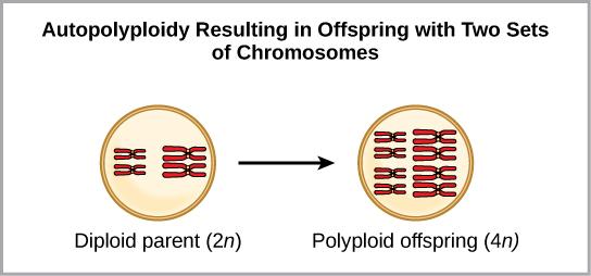 OpenStax-CNX module: m44574 11 Figure 7: Autopolyploidy results when mitosis is not followed by cytokinesis.