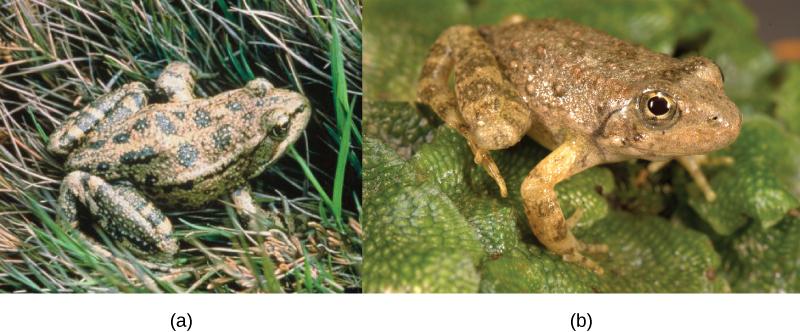 OpenStax-CNX module: m44574 13 Figure 9: These two related frog species exhibit temporal reproductive isolation. (a) Rana aurora breeds earlier in the year than (b) Rana boylii.