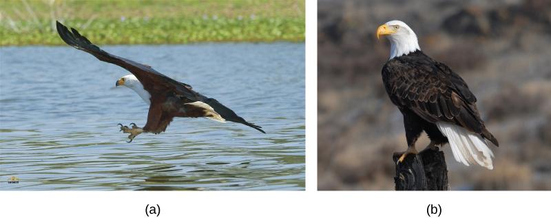 OpenStax-CNX module: m44574 3 Figure 2: The (a) African sh eagle is similar in appearance to the (b) bald eagle, but the two birds are members of dierent species.