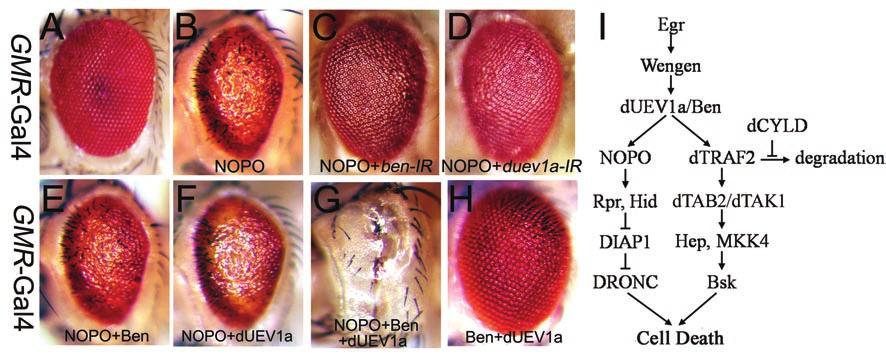 npg NOPO modulates Egr-induced cell death 430 Figure 4 Bendless and duev1a regulate NOPO-induced apoptosis. (A-D) Light micrographs of Drosophila adult eyes are shown.