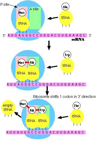 Initiation starts at binding site