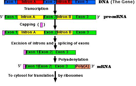 RNA Processing In Prokaryotic cells, mrna can be immediately translated by