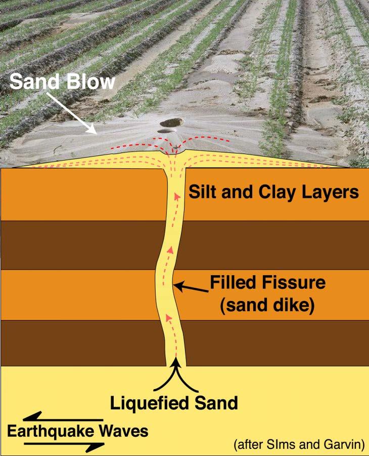 Liquefaction and sand blow formation Crucial features providing evidence of pre-historic earthquakes During earthquake, water-saturated sand is shaken.