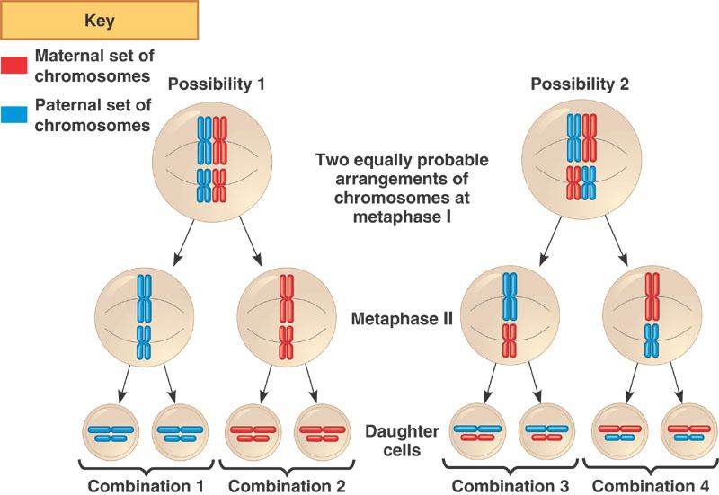 Independent assortment Metaphase I of meiosis Meiosis Generates Diversity Random alignment of maternal and paternal chromosomes (homologous pairs)