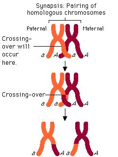 Meiosis I Prophase I (aner chromosome duplicakon) First - pairing of homologous chromosomes Crossing-over occurs