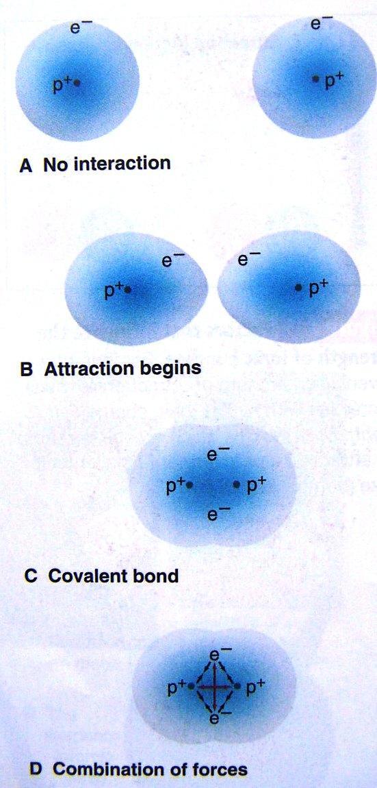 Formation of Covalent Compounds Covalent compound form when elements share electrons, which usually occurs between nonmetals Example: Two Hydrogen atoms (H, Z=1): The nucleus of each atom attracts