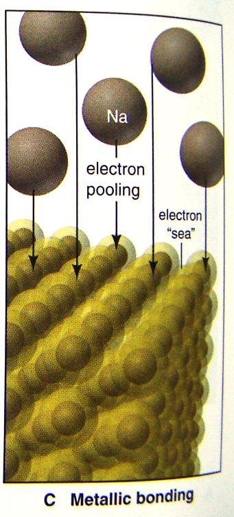 (3). Metal with metal: electron pooling and metallic bonding In general, metal atoms are relatively large, and their view outer electrons are well shielded by filled inner levels Thus, they lose