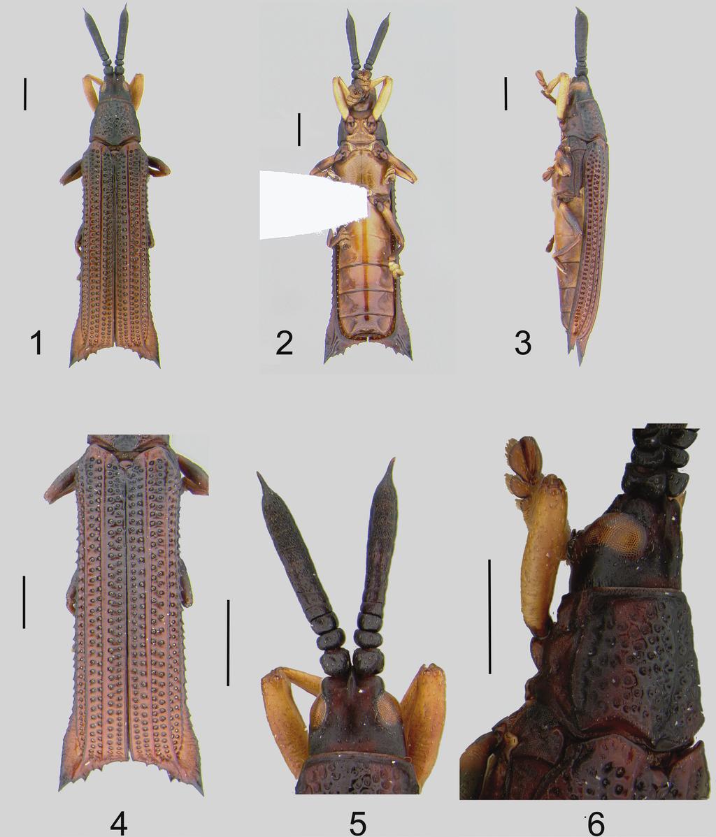 Two New Genera of Hispines Insecta Mundi 0232, June 2012 3 Figures 1 6. Bicristispa gracilis, n. sp. 1) Dorsal. 2) Ventral. 3) Lateral. 4) Elytra. 5) Antennae, head and pronotum. 6) Head lateral.