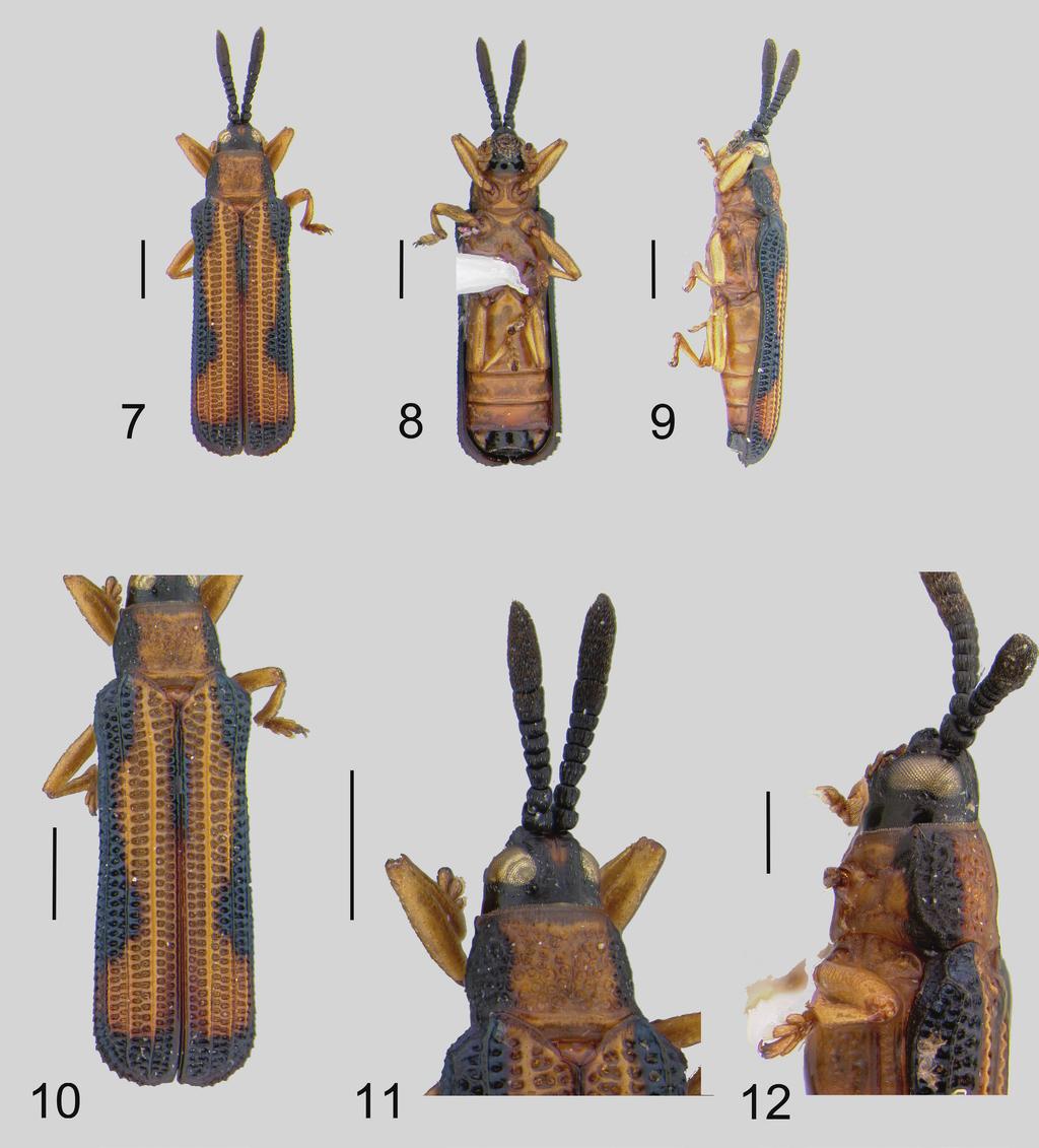Two New Genera of Hispines Insecta Mundi 0232, June 2012 5 Figures 7 12. Orbispa confluens, n. sp. 7) Dorsal. 8) Ventral. 9) Lateral. 10) Elytra. 11) Antennae, head and pronotum. 12) Head lateral.