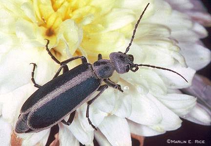 Identifying Coleoptera Beetles 1.