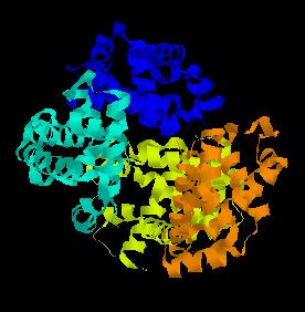 3. The role of haemoglobin Haemoglobin consists of a very large protein molecule with a molecular mass of 65 000 u.
