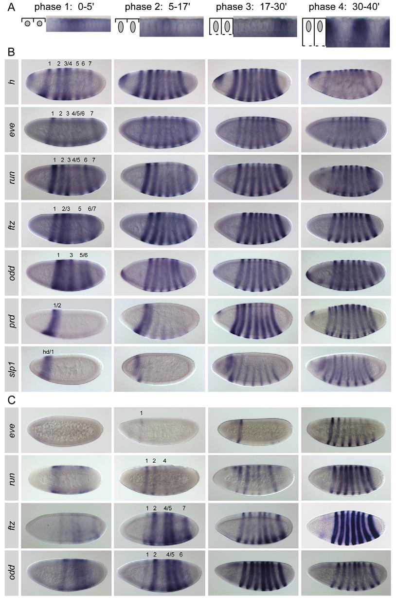 Regulation of pair-rule stripe formation RESEARCH ARTICLE 3069 some of the early stripes in ftz and odd have been identified, as have maternal/gap-controlled cis-elements driving the early head