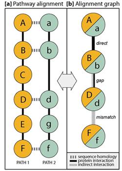 10 Analysis of Gene Expression Data c Tel Aviv Univ. Figure 10.12: Example pathway alignment and merged representation.
