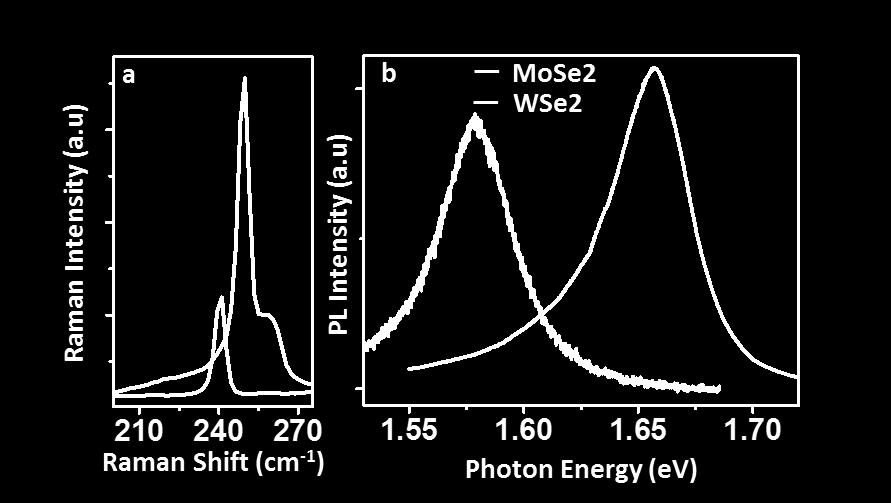 temperature PL and Raman data from exfoliated monolayer WSe 2 and MoSe 2 for comparison with the