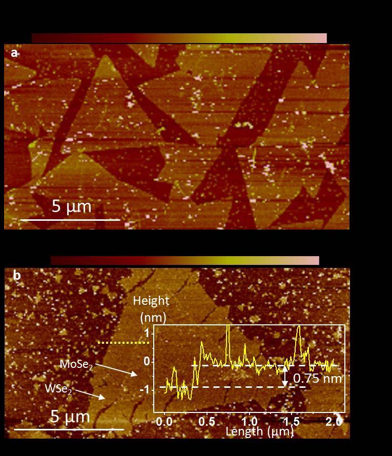 S3. AFM studies of the heterostructures Figure S3a shows typical AFM images of an as-grown heterostructure, indicating a flat surface over the entire triangle.