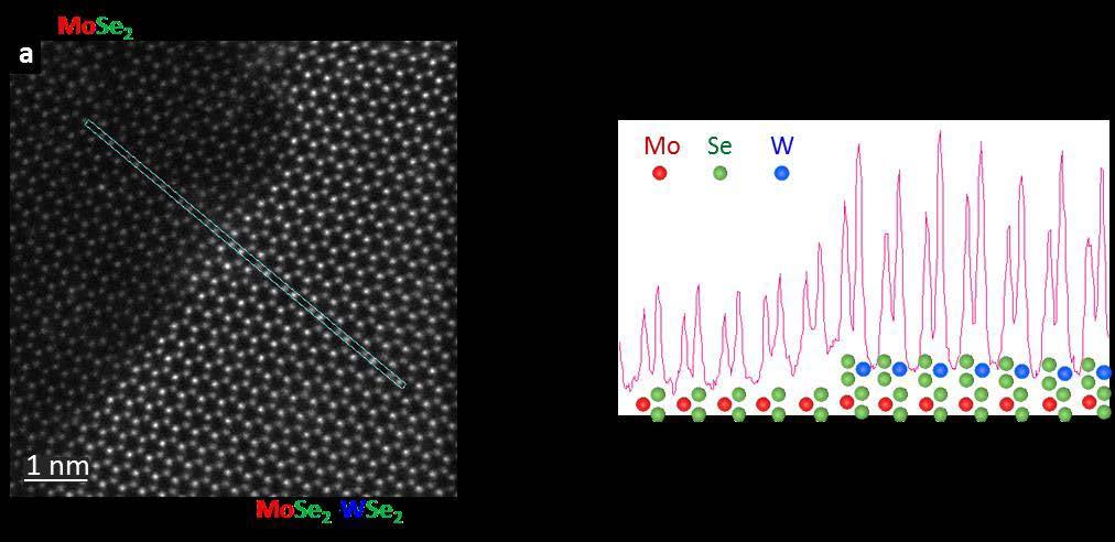 S5. ADF STEM images of a bilayer MoSe 2 -WSe 2 vertical heterojunction (dendritic structure above). Fig.
