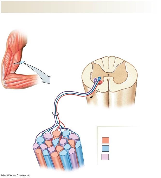 Figure 12.17 MOTOR UNITS A motor unit consists of one motor neuron and all the muscle fibers it innervates. A muscle may have many motor units of different types.