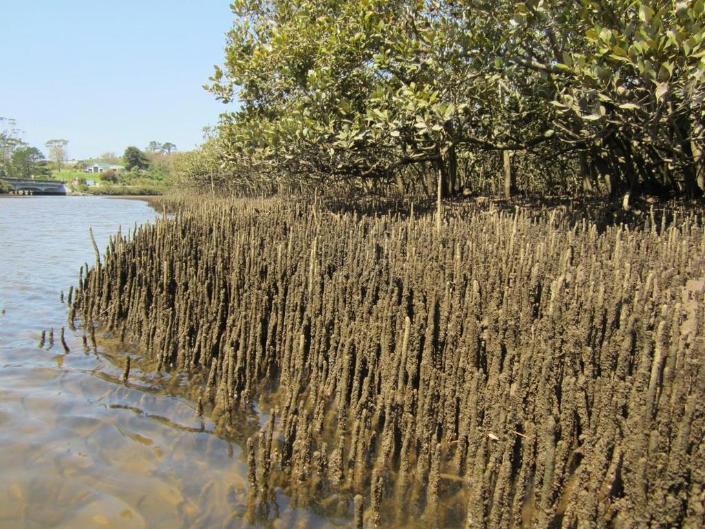Mangrove survival Salt exclusion at the