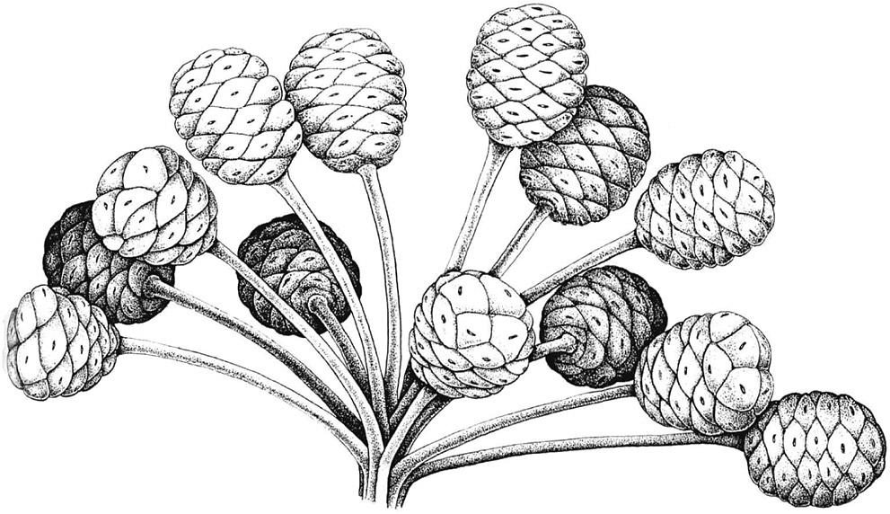 Relationships of Angiosperms 19 appearance; rather, each ovulate head bore 10 to 20 spirally arranged (note that Crane 1985, Fig. 19, depicts these as whorled), stalked, unilocular megasporangia (Fig.