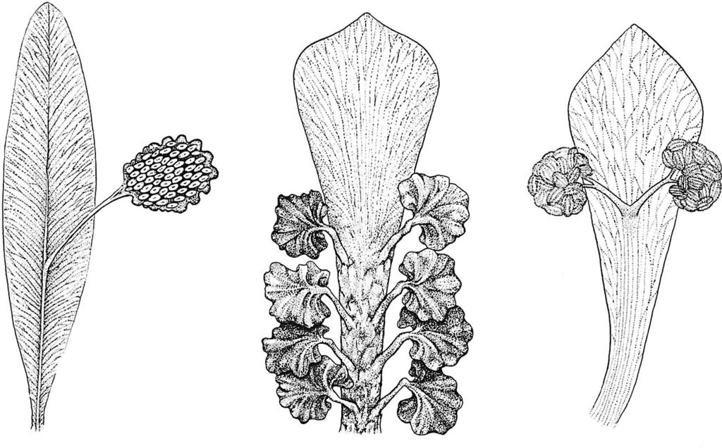 (Top) Ovulate heads of Carnoconites cranwelliae, based on Harris (1964). (Bottom) Microsporangiate structures of Sahnia, based on Vishnu- Mittre (1953).