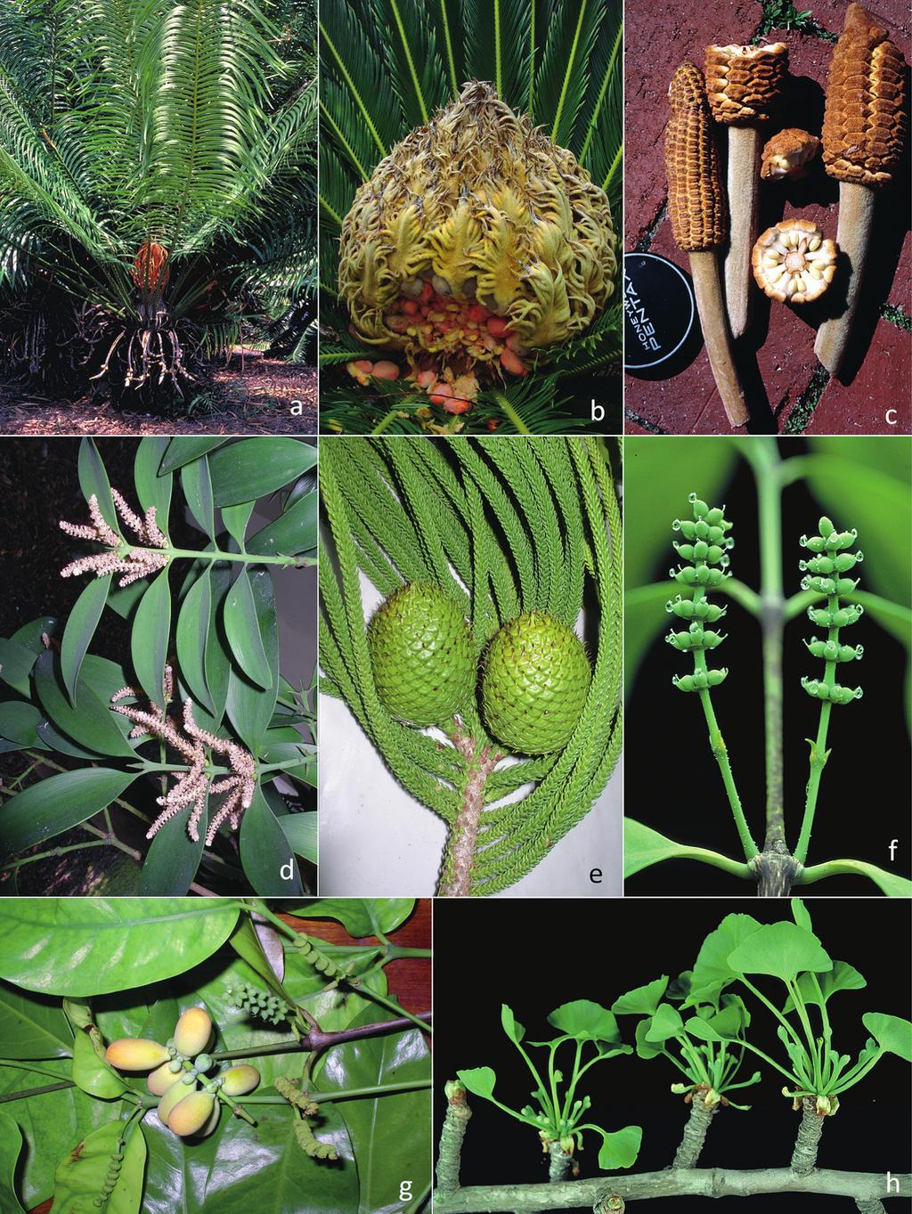 Figure 1.1. Extant gymnosperms: Araucariaceae, Cycadaceae, Ginkgoaceae, Gnetaceae, Podocarpaceae, and Zamiaceae. a. Cycas circinalis L. (Cycadaceae), whole plant with megasporophylls. b.