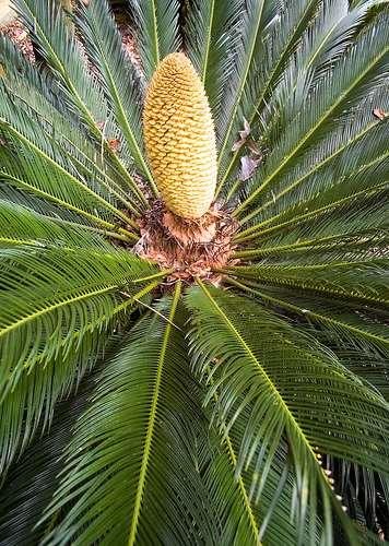 Cycads 130 species New and Old