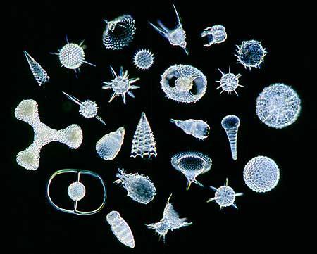 Primary Sediment Components Calcareous Oozes 48% Foraminifera