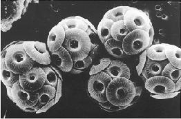 foraminifera tests