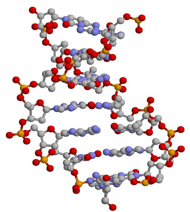 DNA Structure Voet & Voet: