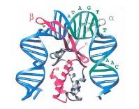 DNA bending and Function The following biological systems are known to require stably bent DNA conformations (1) Gene Regulation (primarily in eucaryotes) Control of promoter access or RNA polymerase