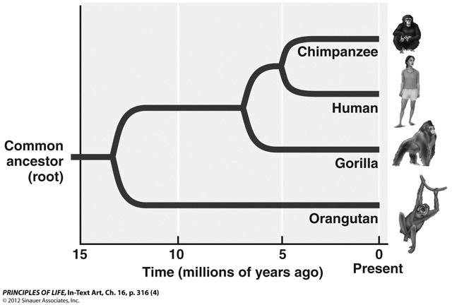 Chapter Review 1. Use the phylogenetic tree shown at the right to complete the following. a. Explain how many clades are indicated: Three: (1) chimpanzee/human, (2) chimpanzee/ human/gorilla, and (3)chimpanzee/human/ gorilla/orangutan b.