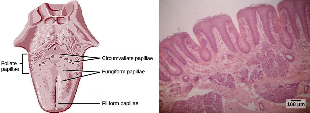 CHAPTER 36 SENSORY SYSTEMS 1043 Figure 36.10 (a) Foliate, circumvallate, and fungiform papillae are located on different regions of the tongue.