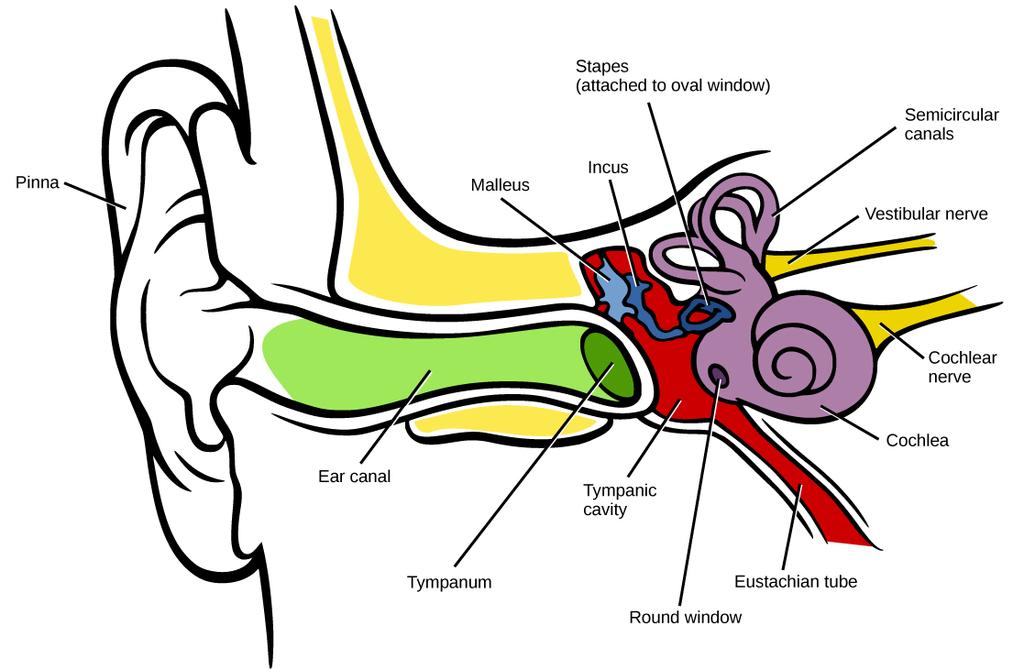 1046 CHAPTER 36 SENSORY SYSTEMS Figure 36.13 Sound travels through the outer ear to the middle ear, which is bounded on its exterior by the tympanic membrane.