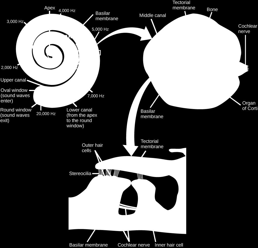 Sound waves then exit through the round window. In the cross section of the cochlea (top right figure), note that in addition to the upper canal and lower canal, the cochlea also has a middle canal.