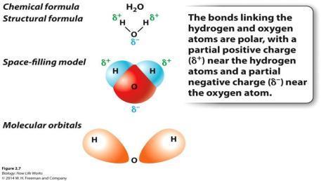 2) POLAR COVALENT BOND Polar covalent bond is characterized by unequal sharing of electrons. In water, the electrons are more likely to be located near the oxygen atom than the hydrogen atoms.