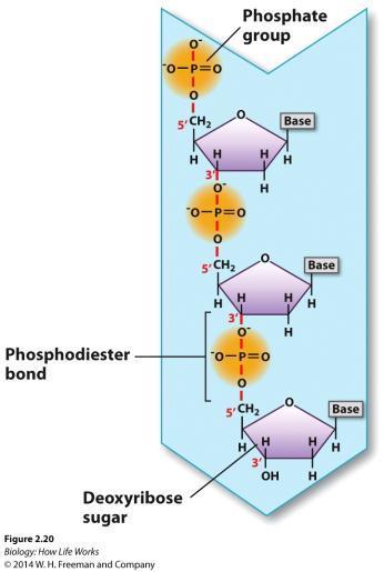 THE BOND IN THE NUCLEIC ACIDS Adjacent pairs of nucleotides are joined together by phosphodiester bonds.