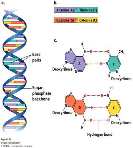 STRUCTURE OF DNA DNA consists of two strands of nucleotides twisted around each other in the form of a double helix.