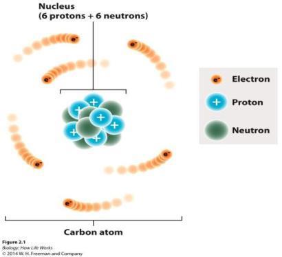CARBON ATOM The number of protons is the atomic number and specifies the atom as a particular element.