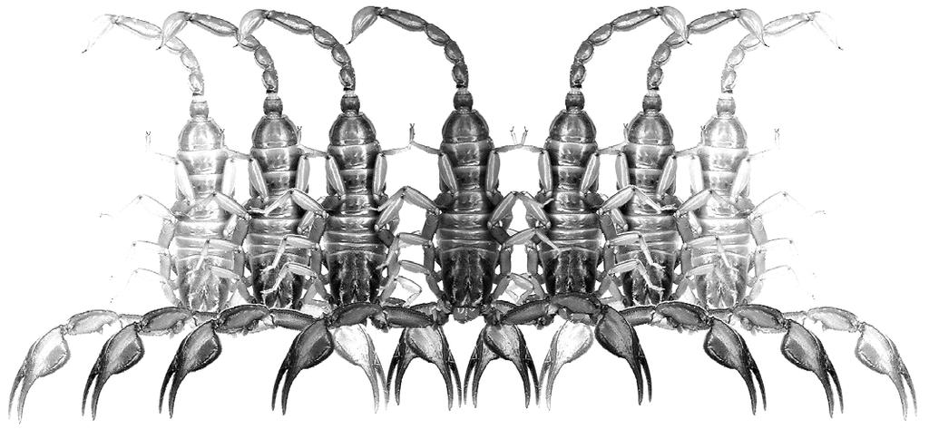 Euscorpius Occasional Publications in Scorpiology Constellation Array in Scorpion Genera Paruroctonus, Smeringurus, Vejovoidus, and
