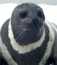 Marine Mammals Bearded Seal Spotted Seal Ringed Seal Ribbon