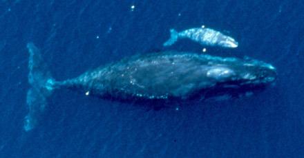 Gray Whale Killer Whale Harbor Porpoise Humpback Whale