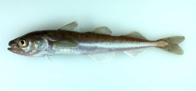 Fish and Invertebrates Arctic cod Saffron cod Shee fish Herring Rainbow smelt Capelin Eulachon Halibut
