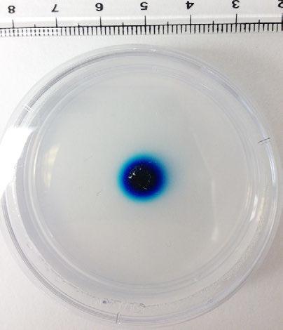 the dye spot can easily be observed. Right, the arrow points to the hole in the agarose.