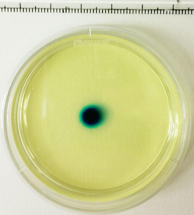 Methylene Blue dye was added to the hole and the photos were taken 0, 60 and 150 minutes later.