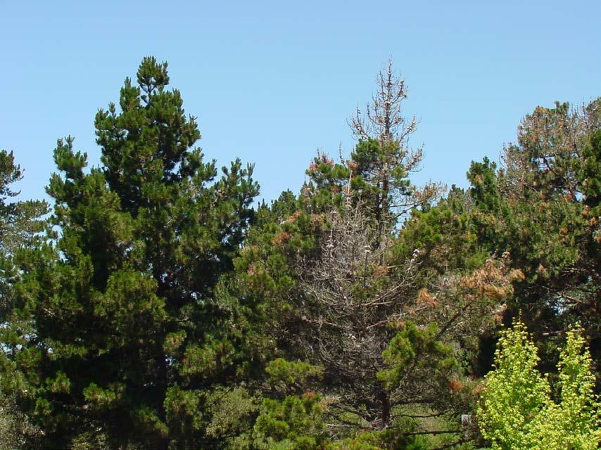Pine pitch canker (Fusarium