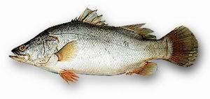 WHAT HAPPENED TO LAKE VICTORIA? The Nile Perch (Lates nilotica) happened!