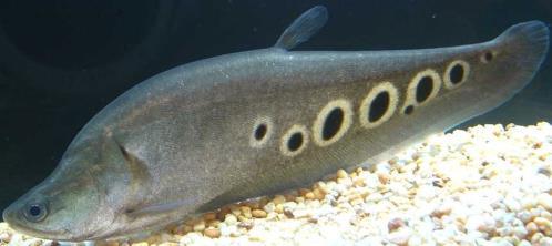 PHILIPPINE CONTEXT Knife Fish Ornamental fish Originally from Thailand, Vietnam, India, and Malaysia Released into